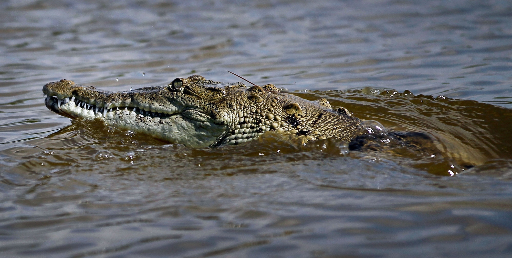 El cocodrilo más grande del mundo en cautividad está en Filipinas |  Teinteresa