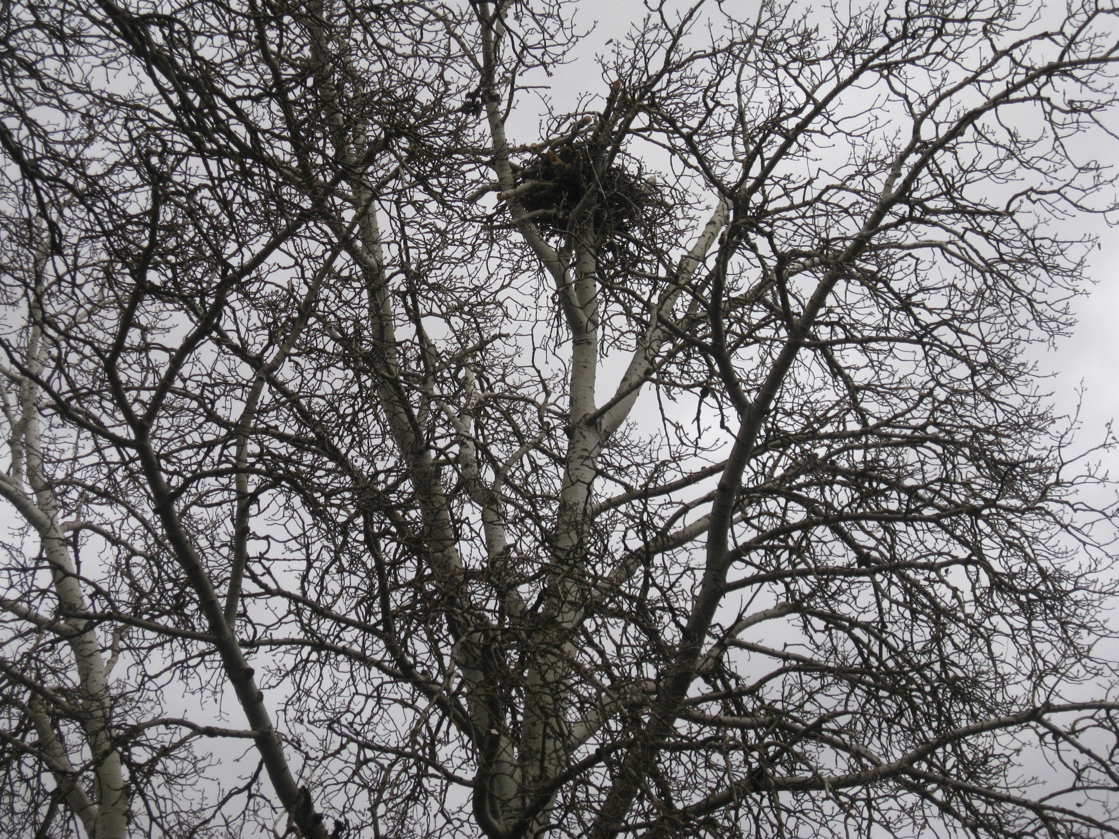 Calatayud instala nidos artificiales de cigüeña en la ribera del Jalón para dispersarlos de los edificios