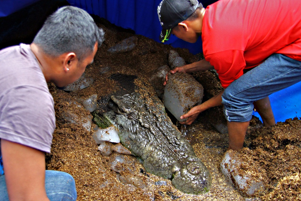 Muere en Filipinas Lolong, el mayor cocodrilo marino en cautividad |  Teinteresa