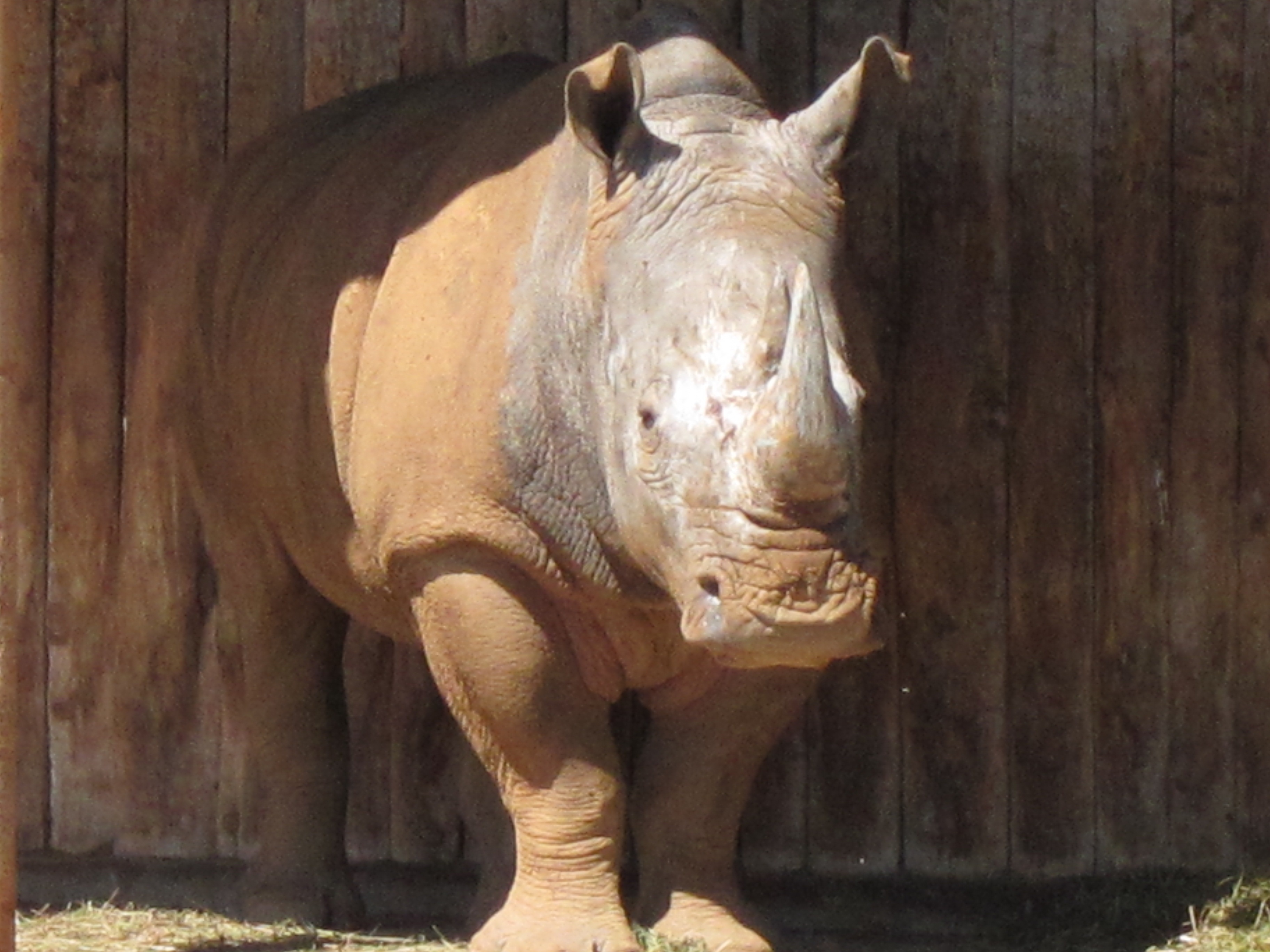 Más de un millar de rinocerontes fueron víctimas de la caza furtiva en 2013 en Sudáfrica