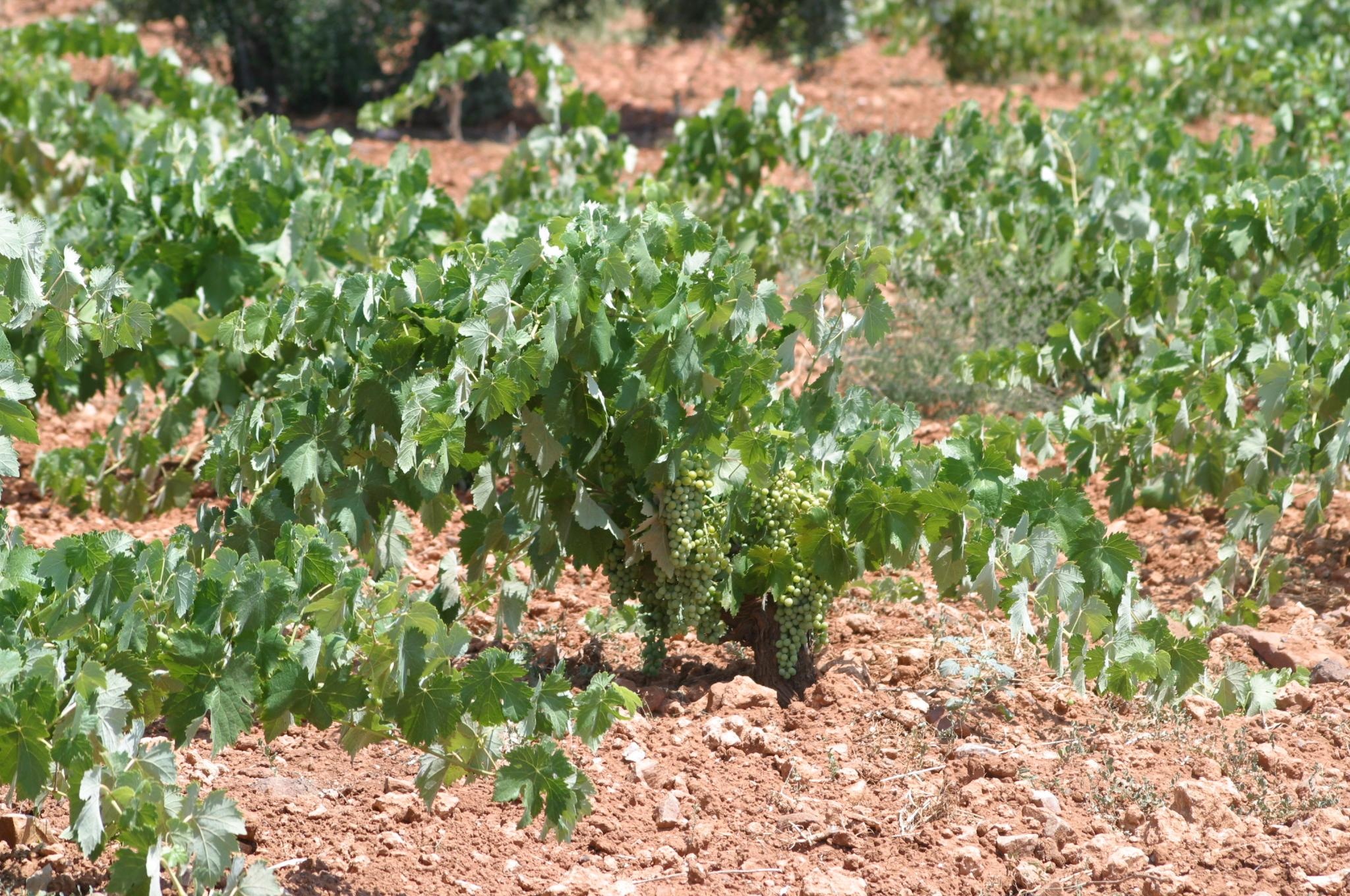 La Rioja recibirá 6,09 millones para la reestructuración del viñedo en 2014