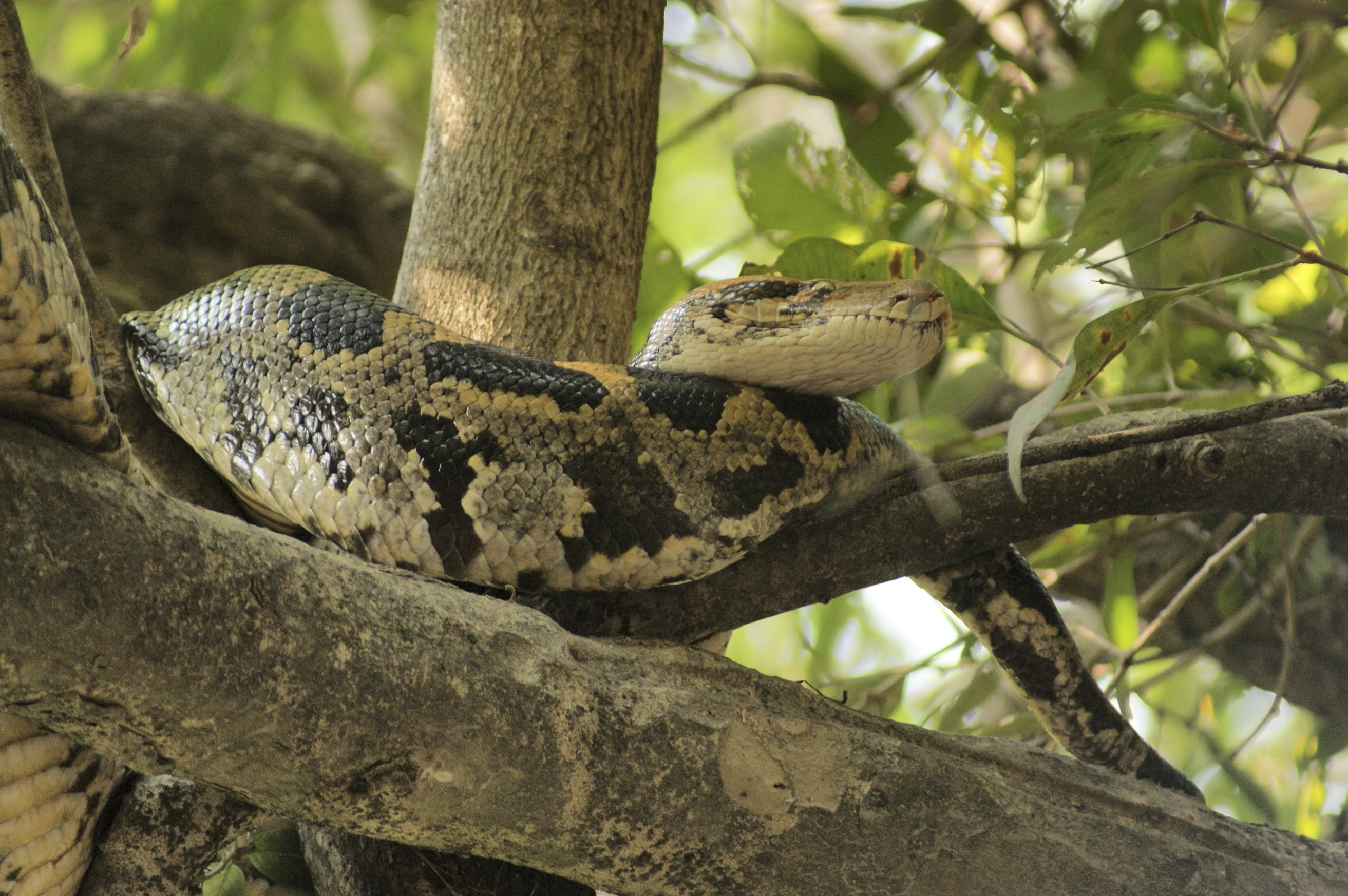 Una serpiente pitón se come a un cocodrilo en Australia | Teinteresa