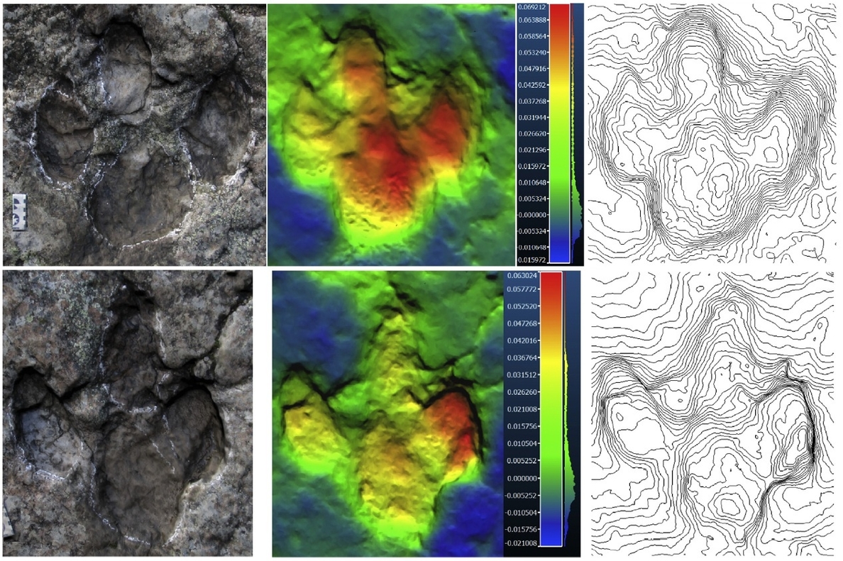 El estudio de las huellas revela la cojera de un dinosaurio en un yacimiento de La Rioja